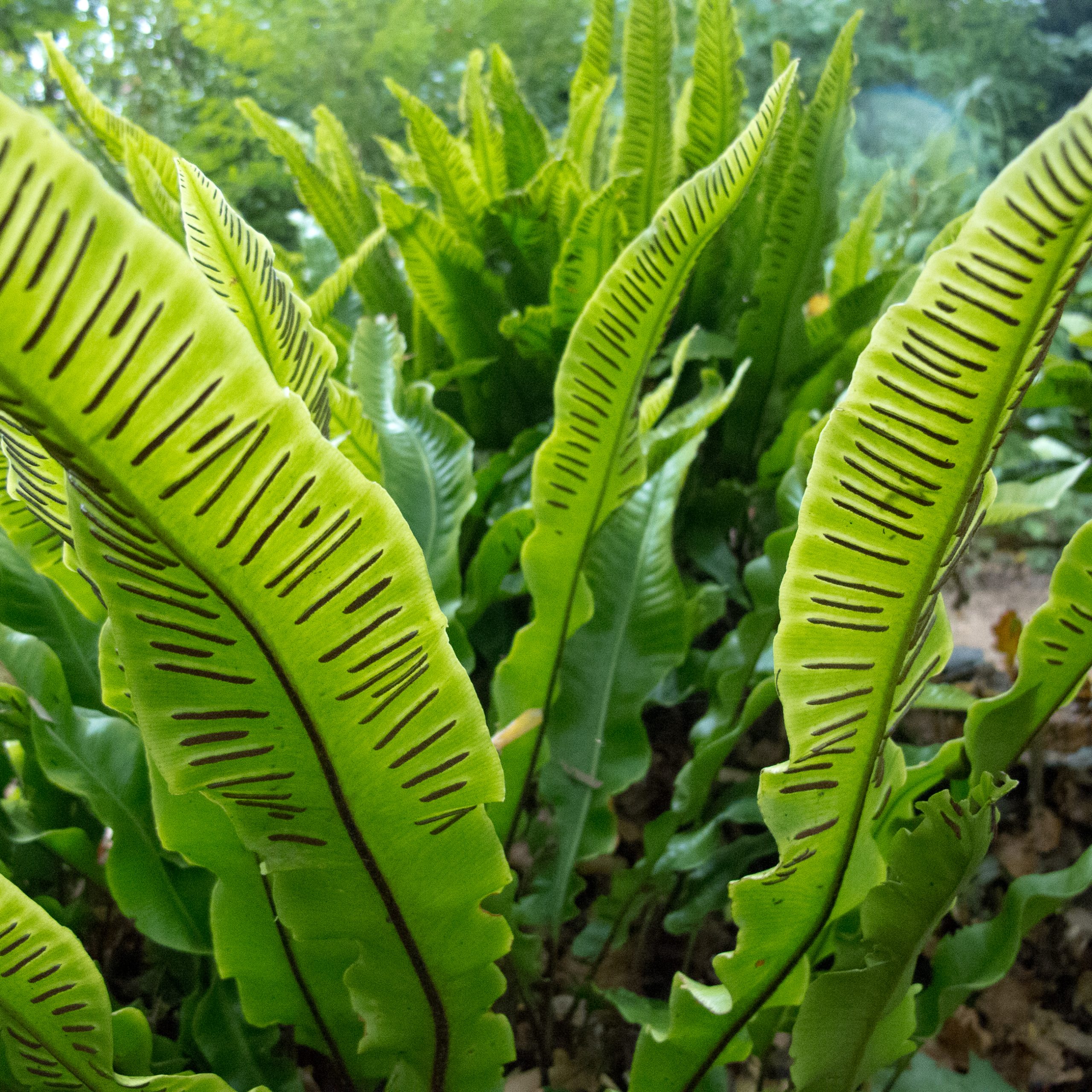 Hart's Tongue Fern