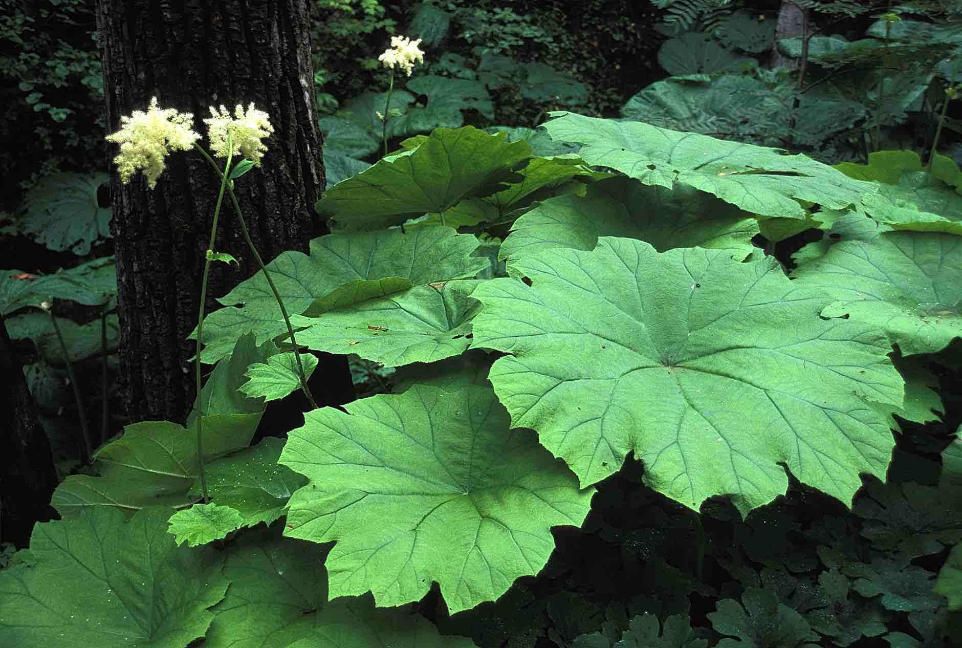 Shieldleaf
