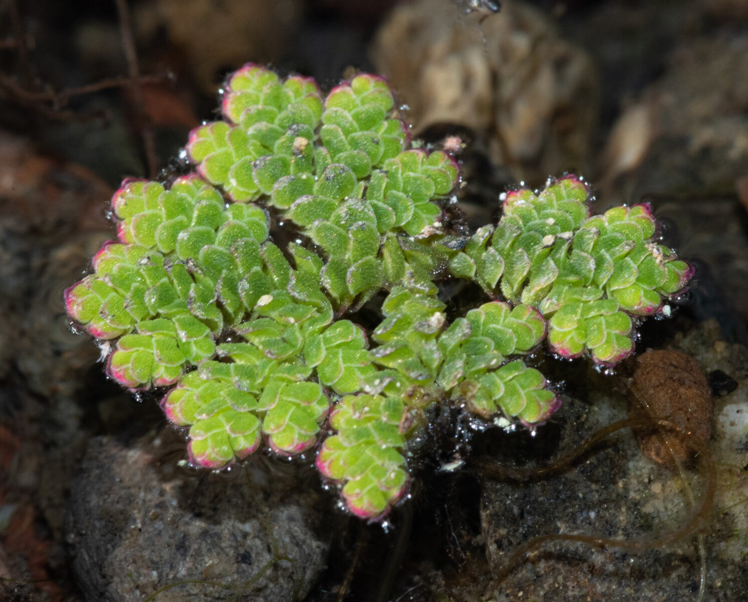 Azolla (Water Fern)