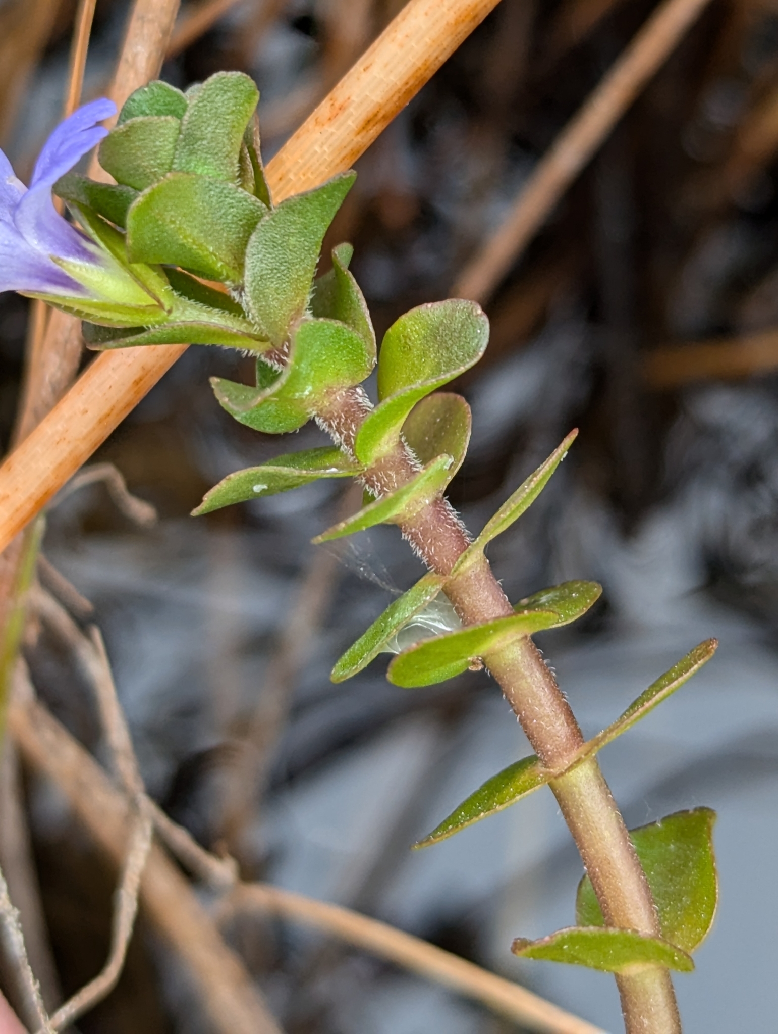 Lemon Bacopa