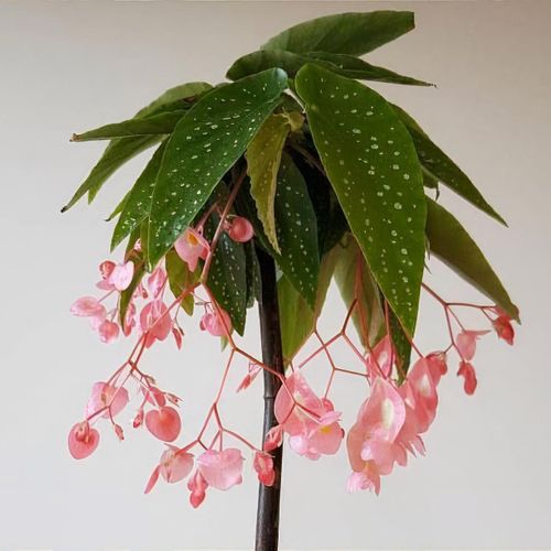 prickbegonia