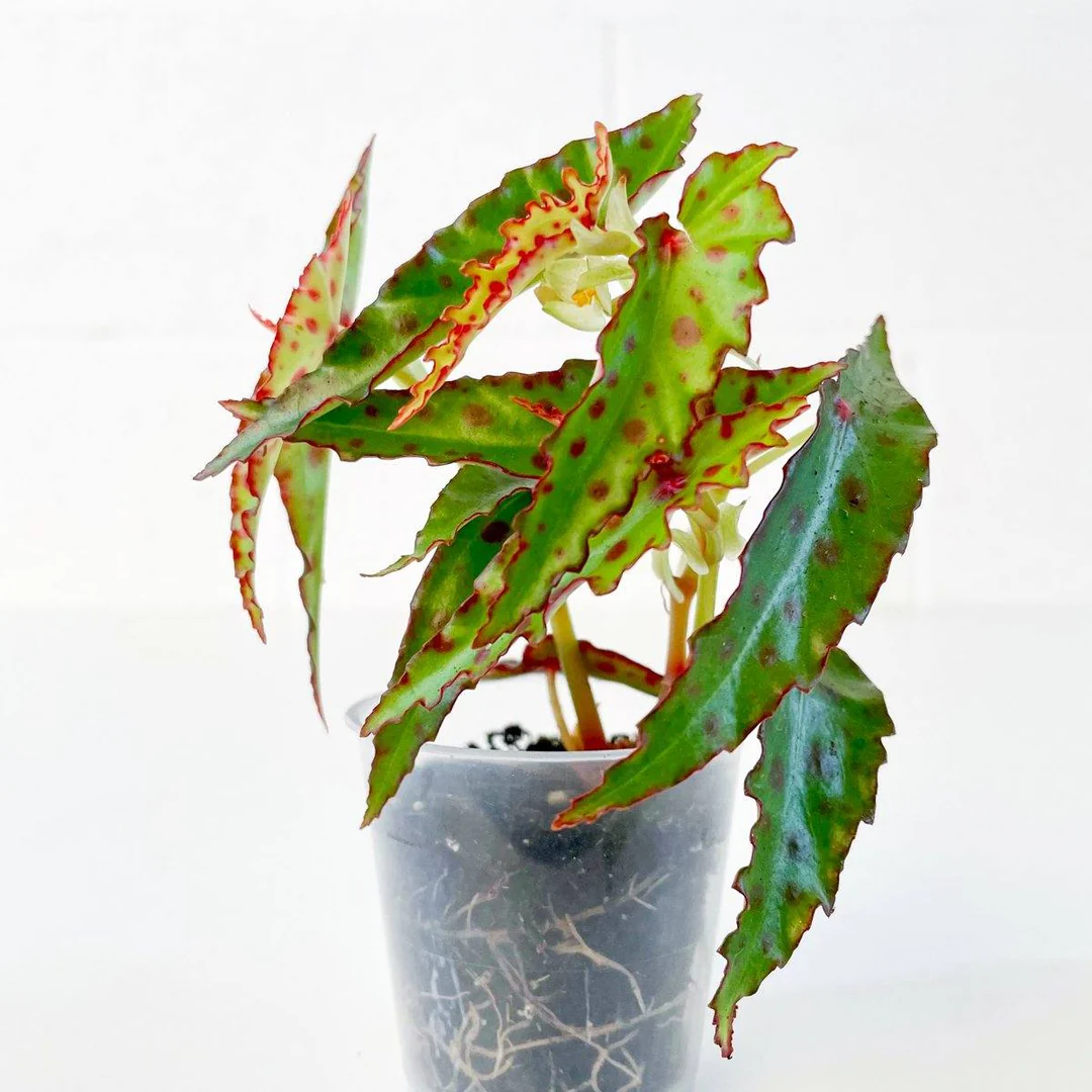 Begonia amphioxus