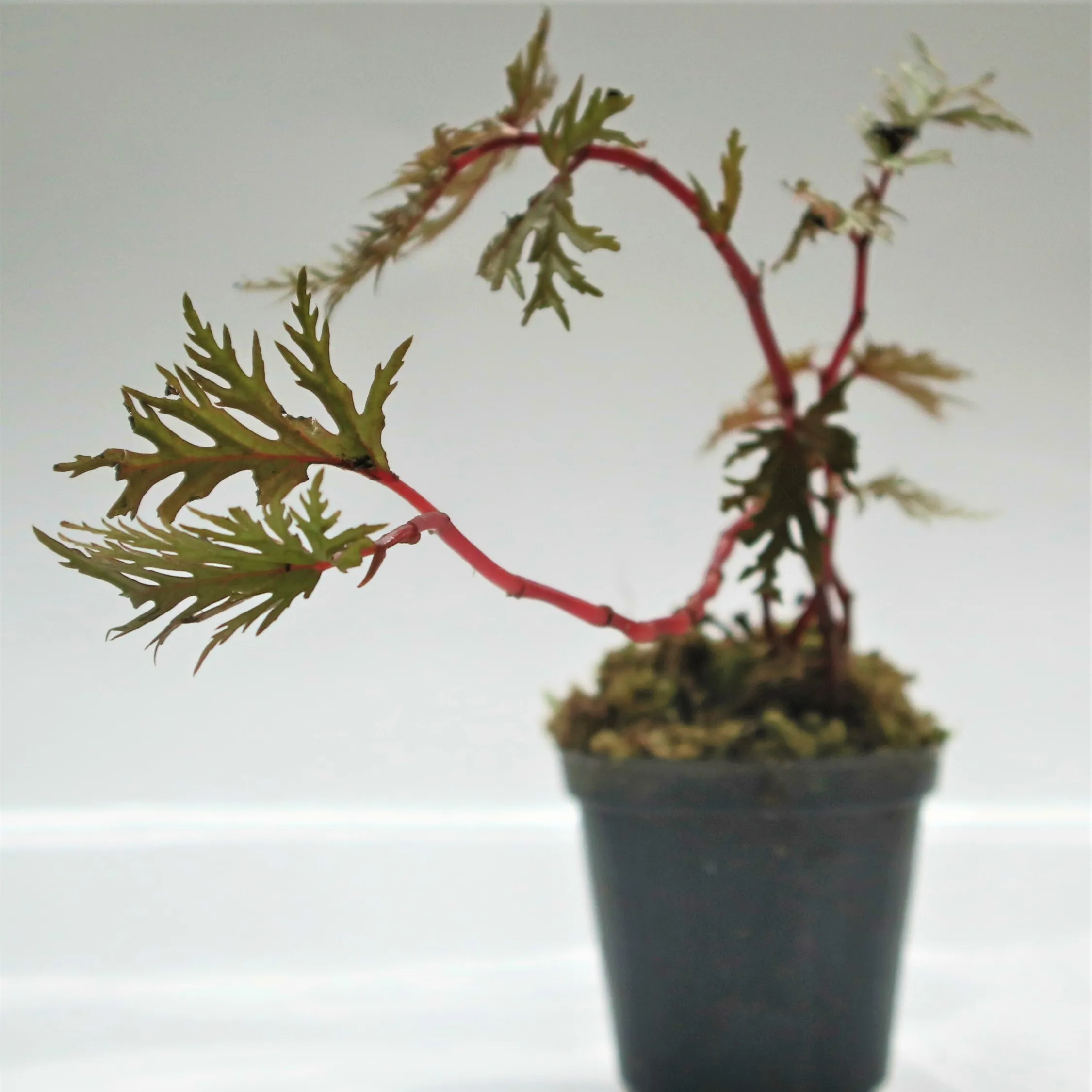 Begonia bipinnatifida