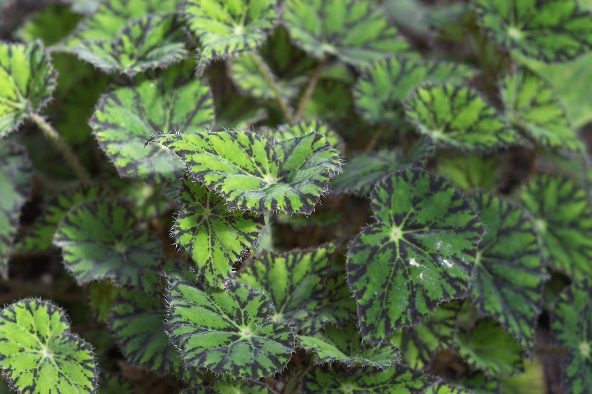 Eyelash Begonia