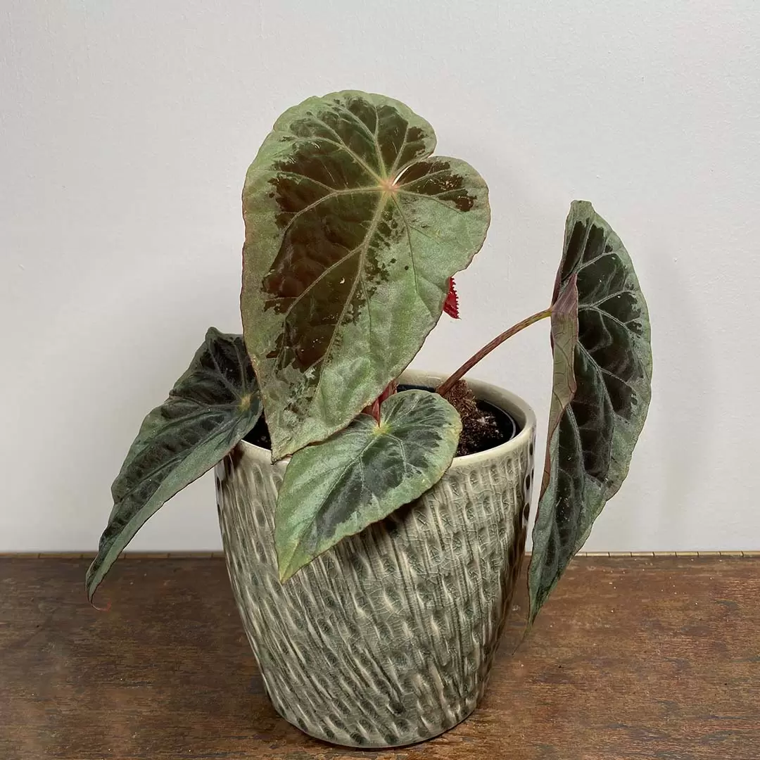 Begonia burkillii
