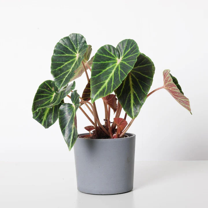 Begonia chingipengii