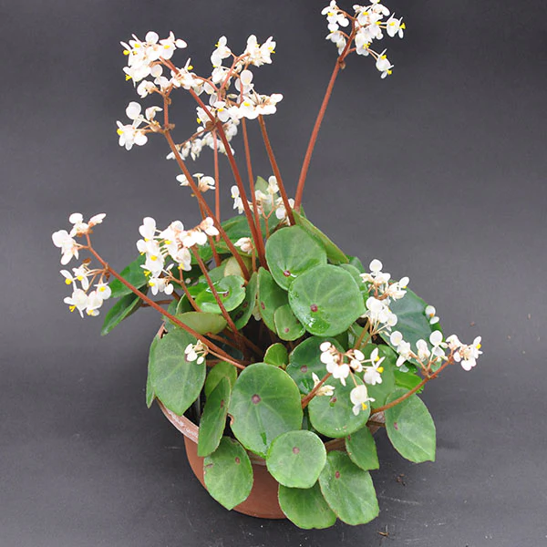 Begonia conchifolia