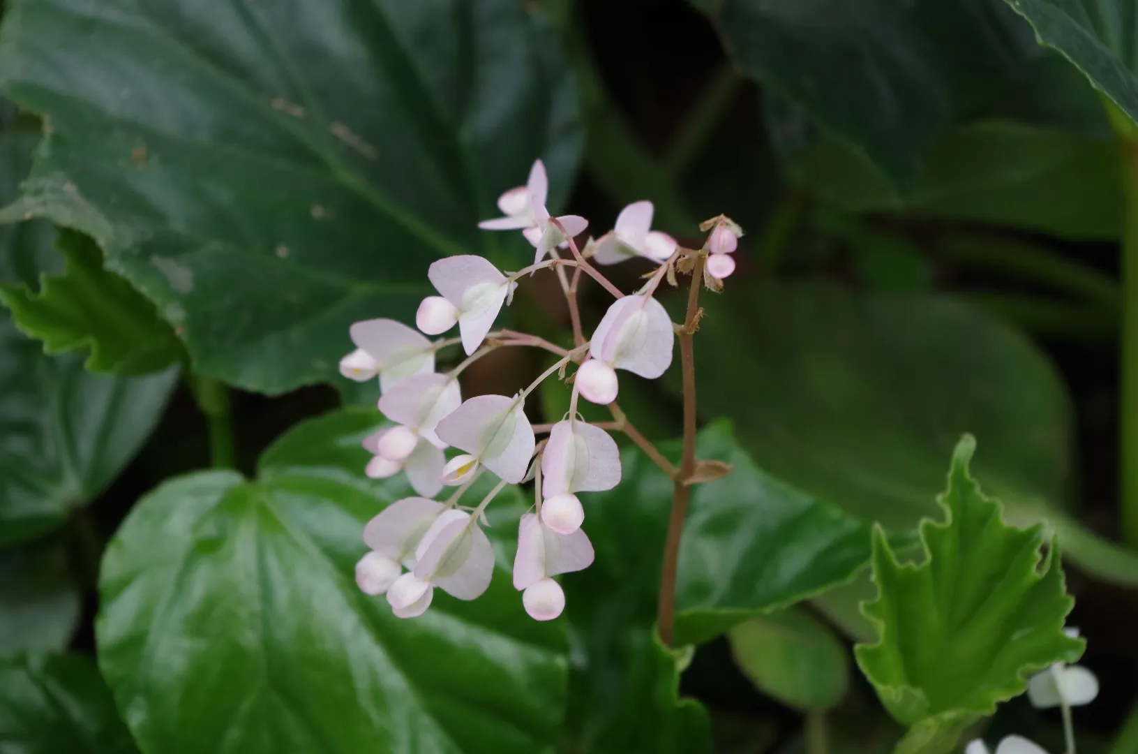 Begonia convolvulvacea