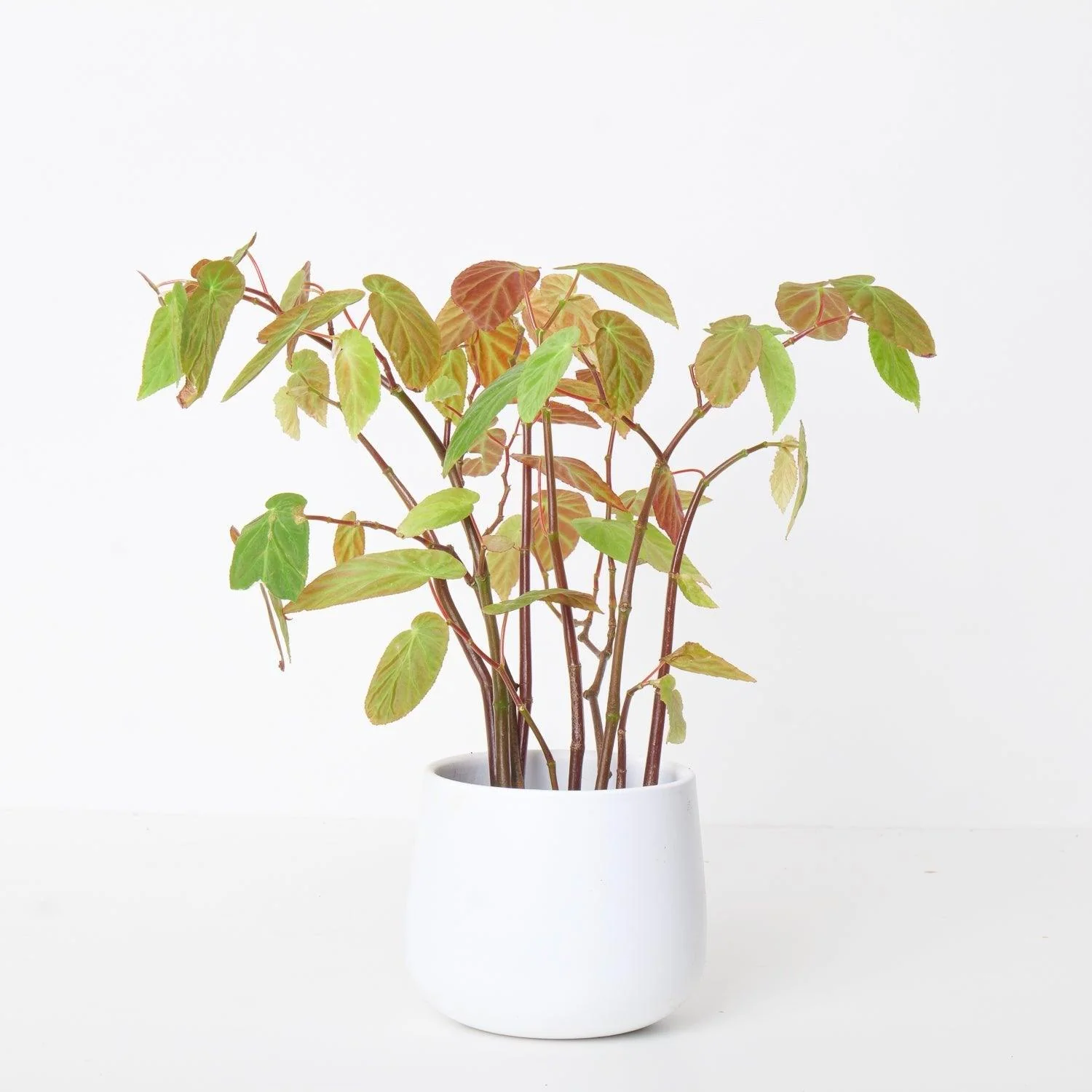 Begonia dietrichiana