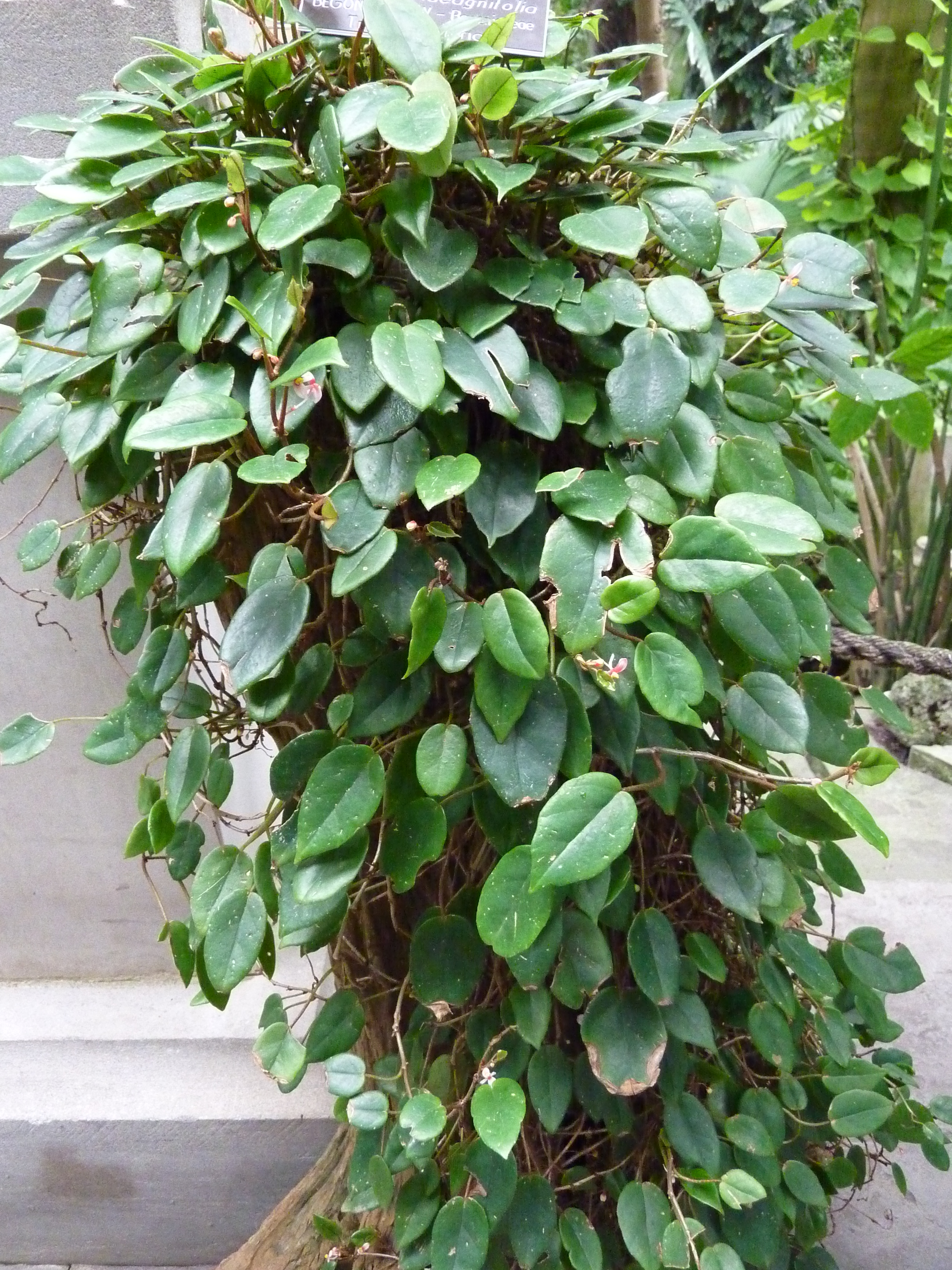Begonia schulzei