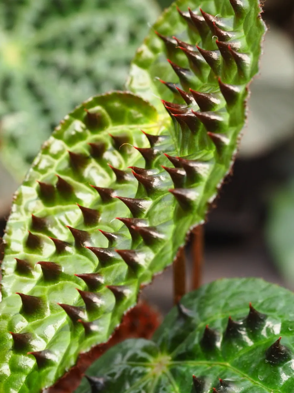 Begonia ferox