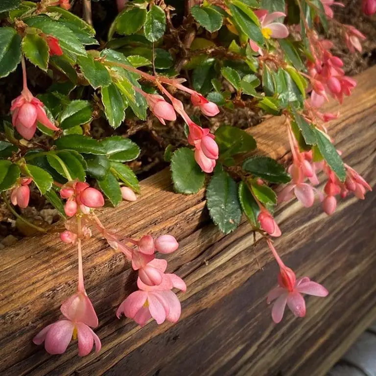 Begonia foliosa