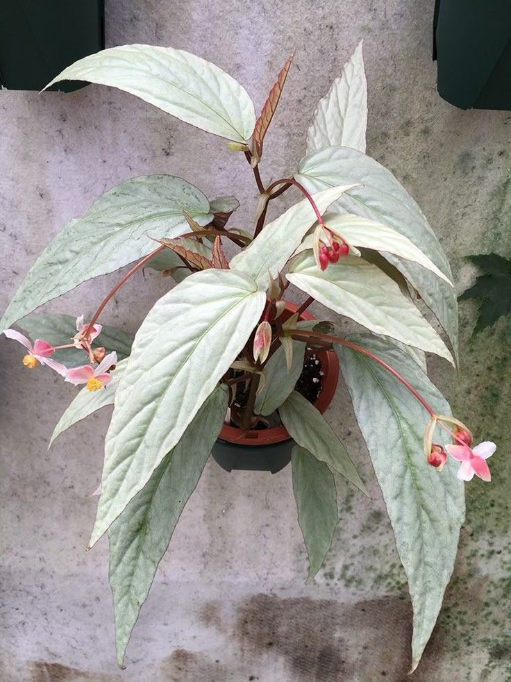 Begonia hatacoa
