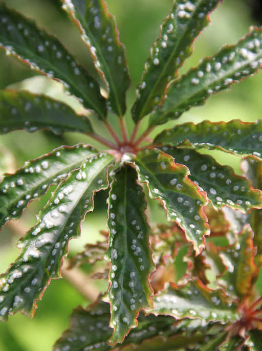 Begonia hemsleyana