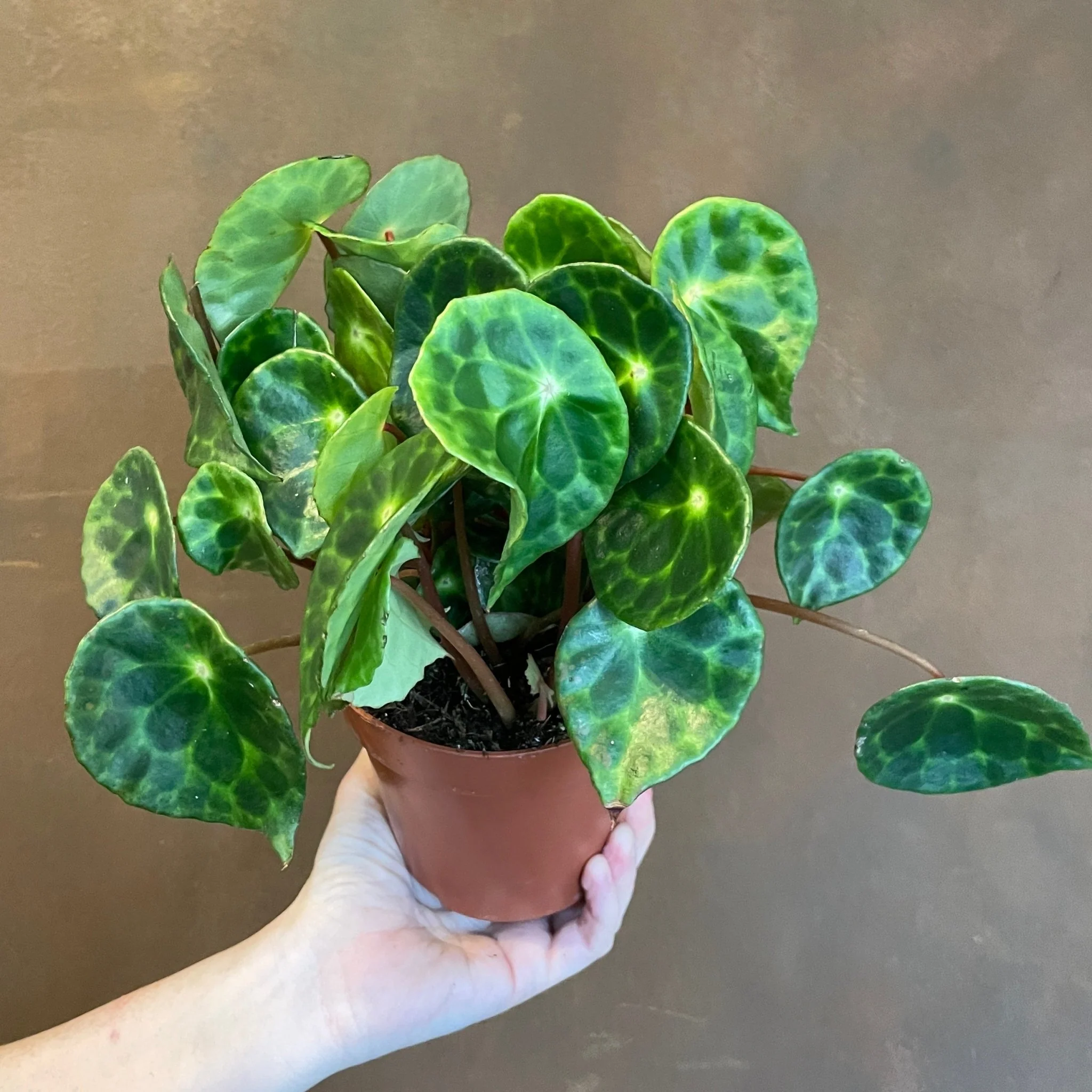 Begonia kingiana