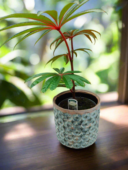palmbegonia