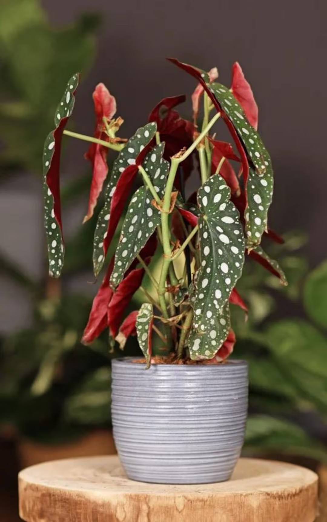 Polka Dot Begonia