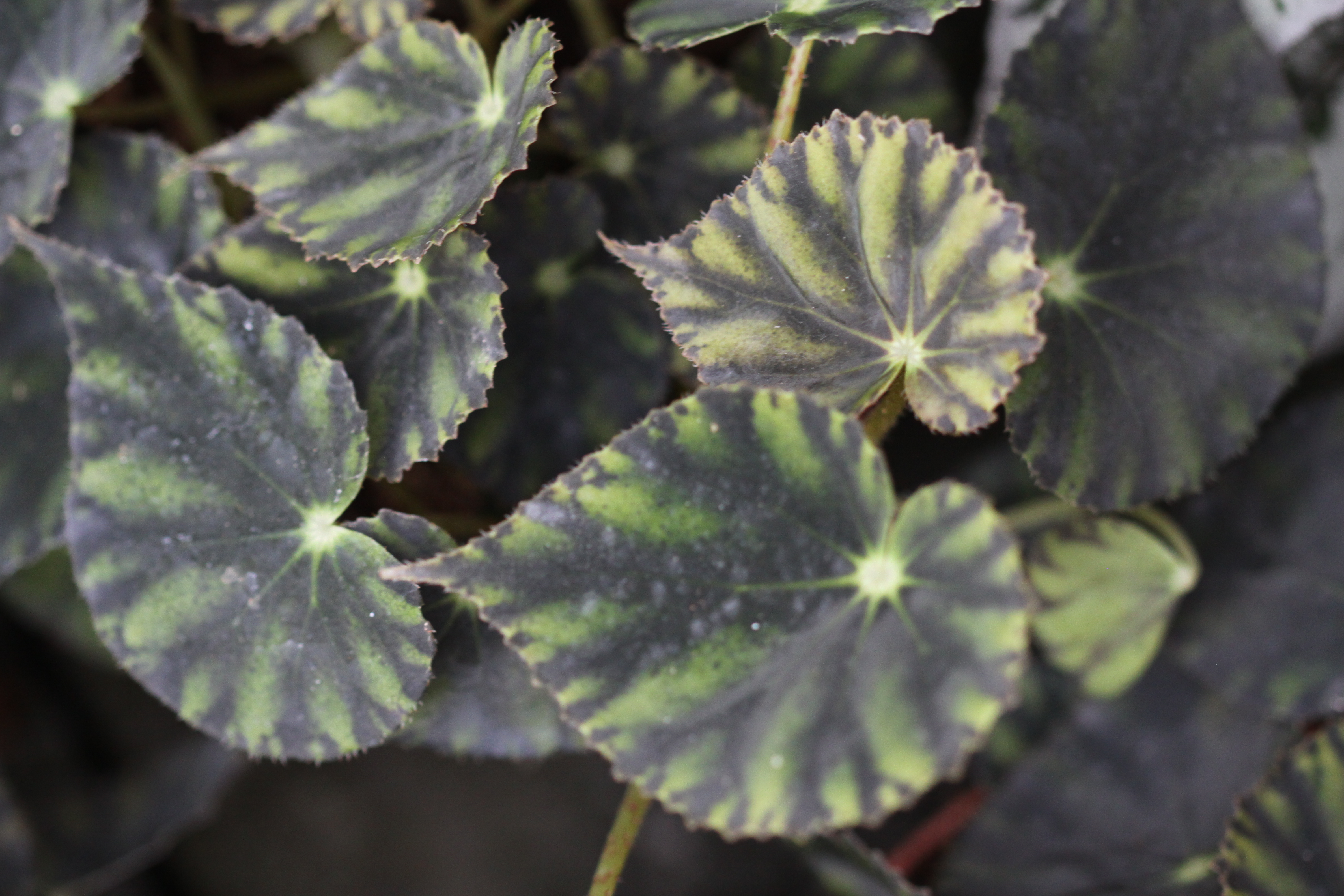 Begonia mazae