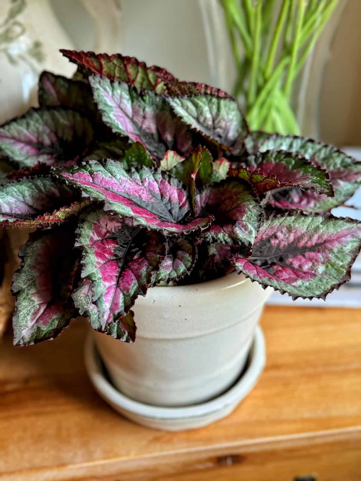 Rex Begonia
