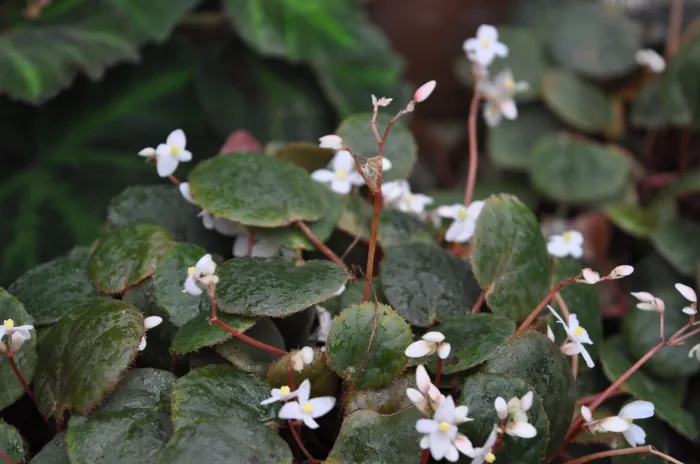 Begonia subnummularifolia