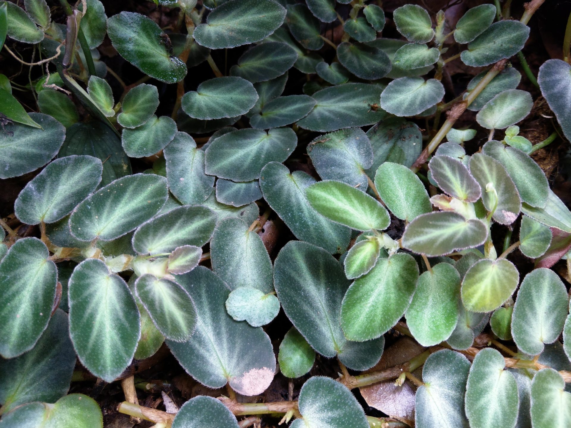 Begonia thelmae