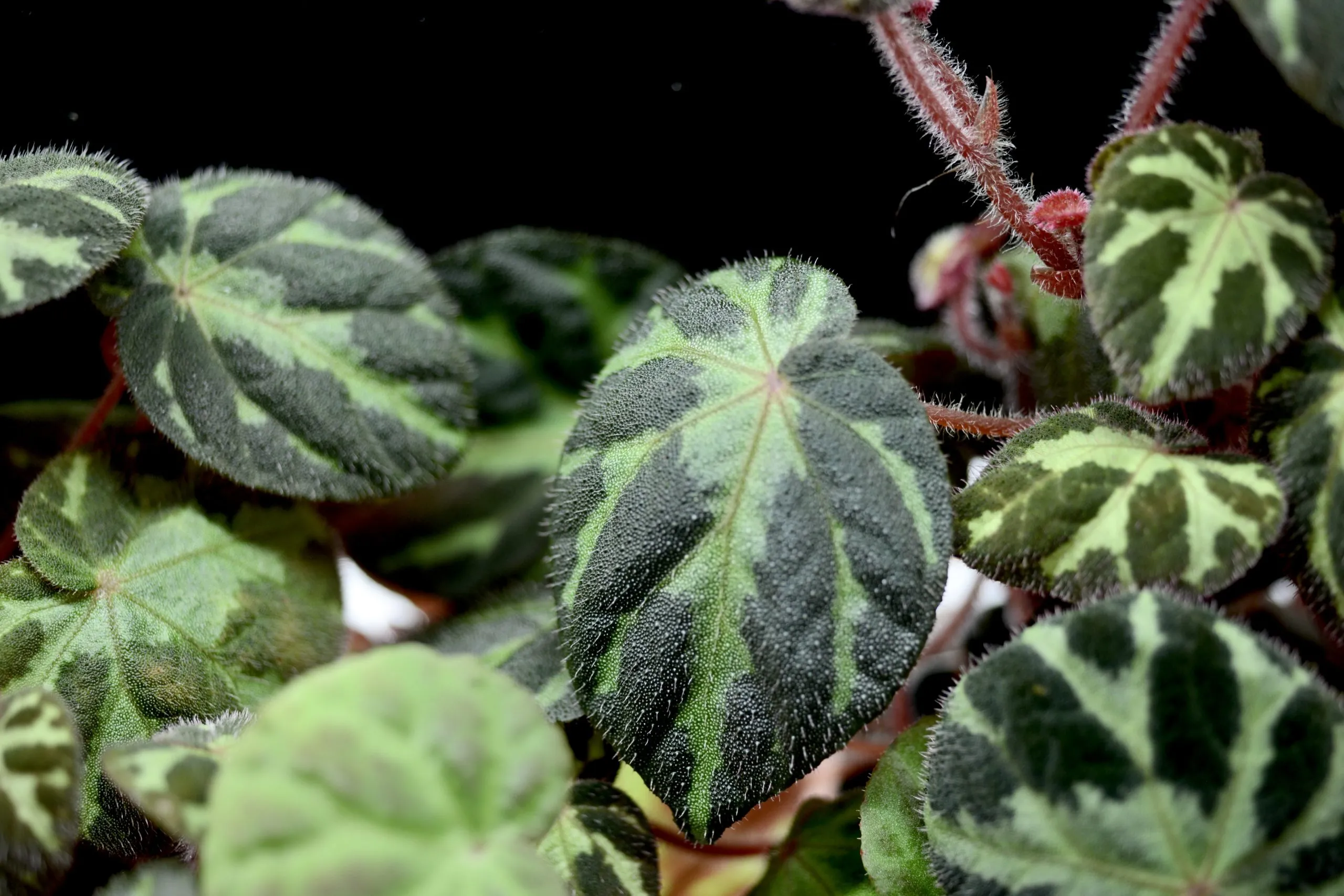 Begonia turrialbae