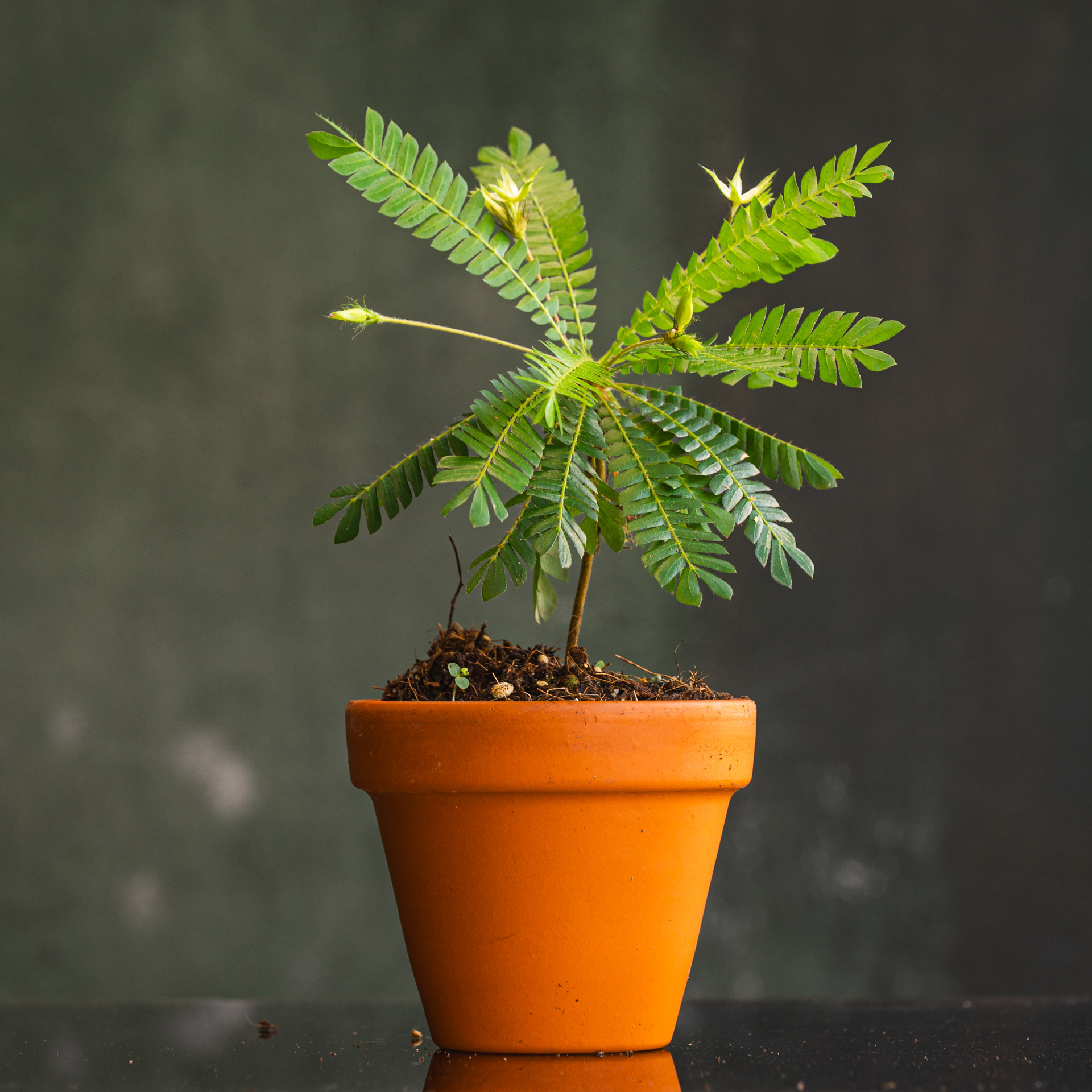 Little Tree Plant