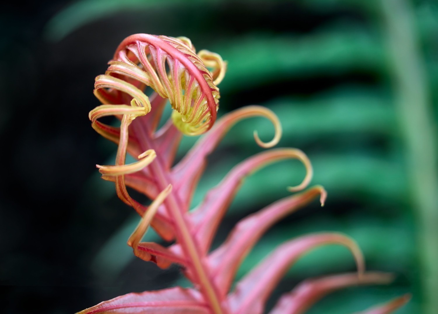 Brazilian Tree Fern
