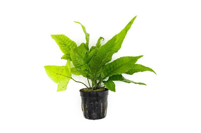 Asian Water Fern