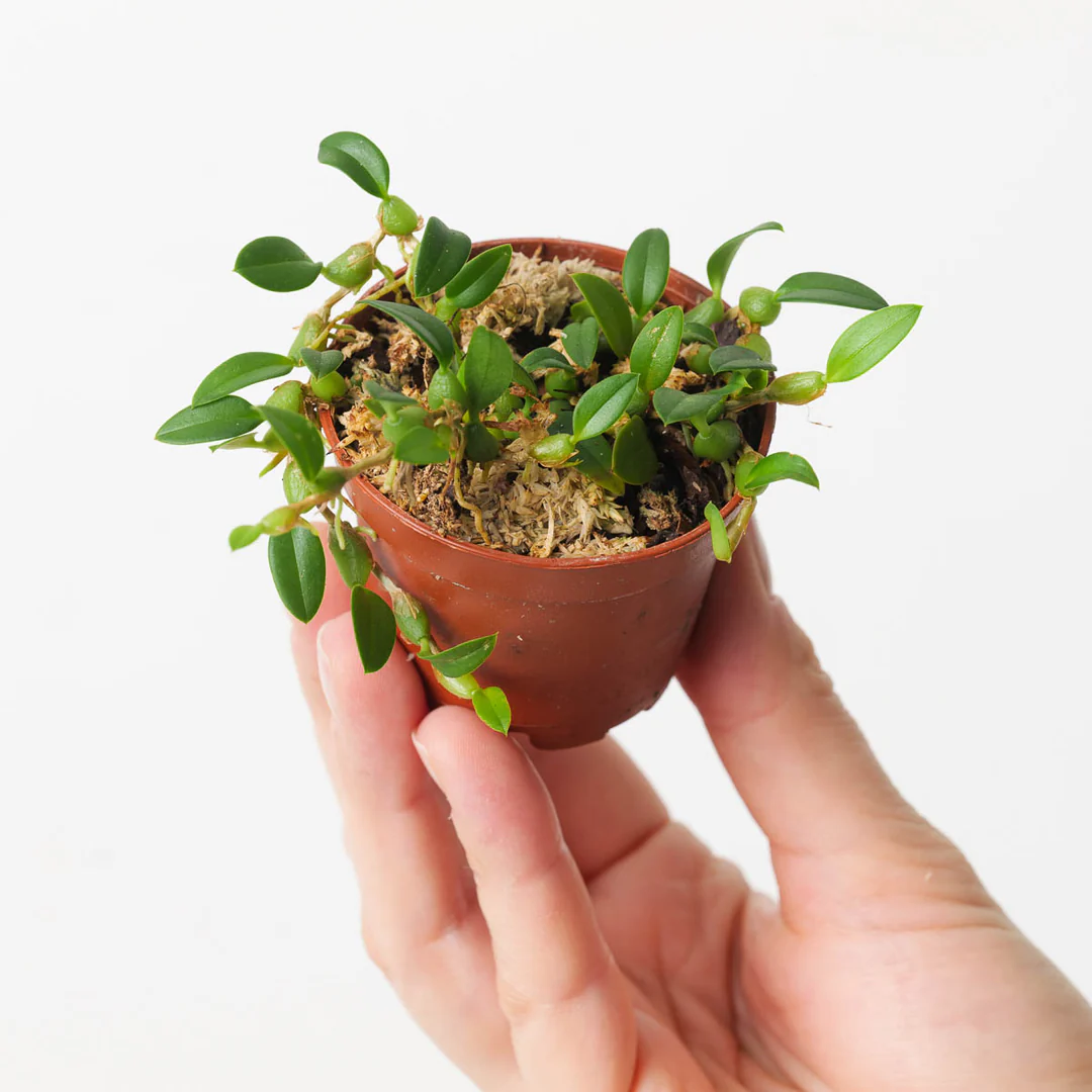Bulbophyllum depressum