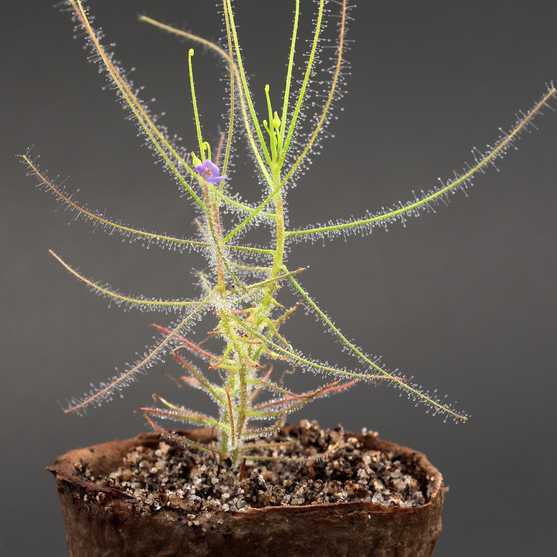 Rainbow Plant