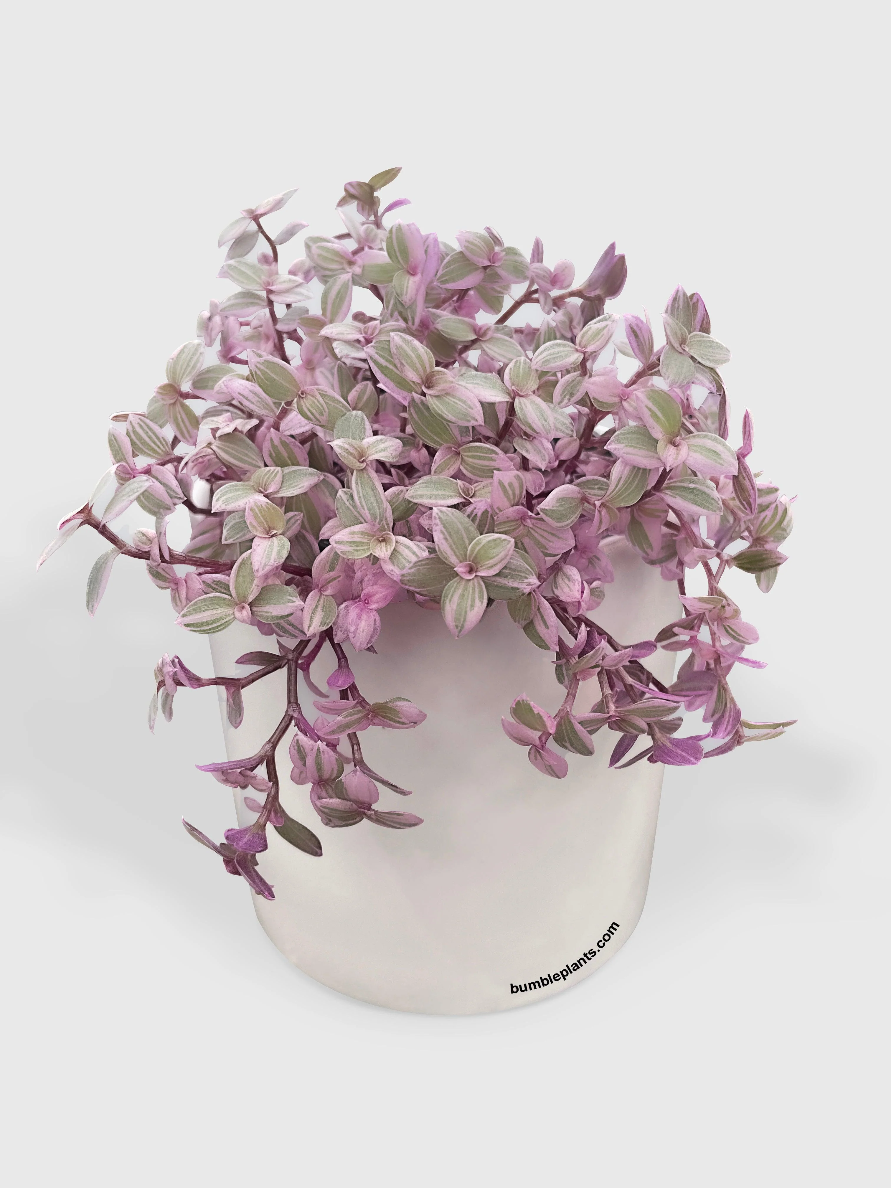 Turtle Vine