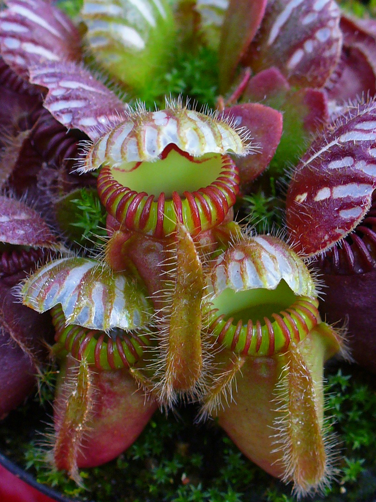 Albany Pitcher Plant