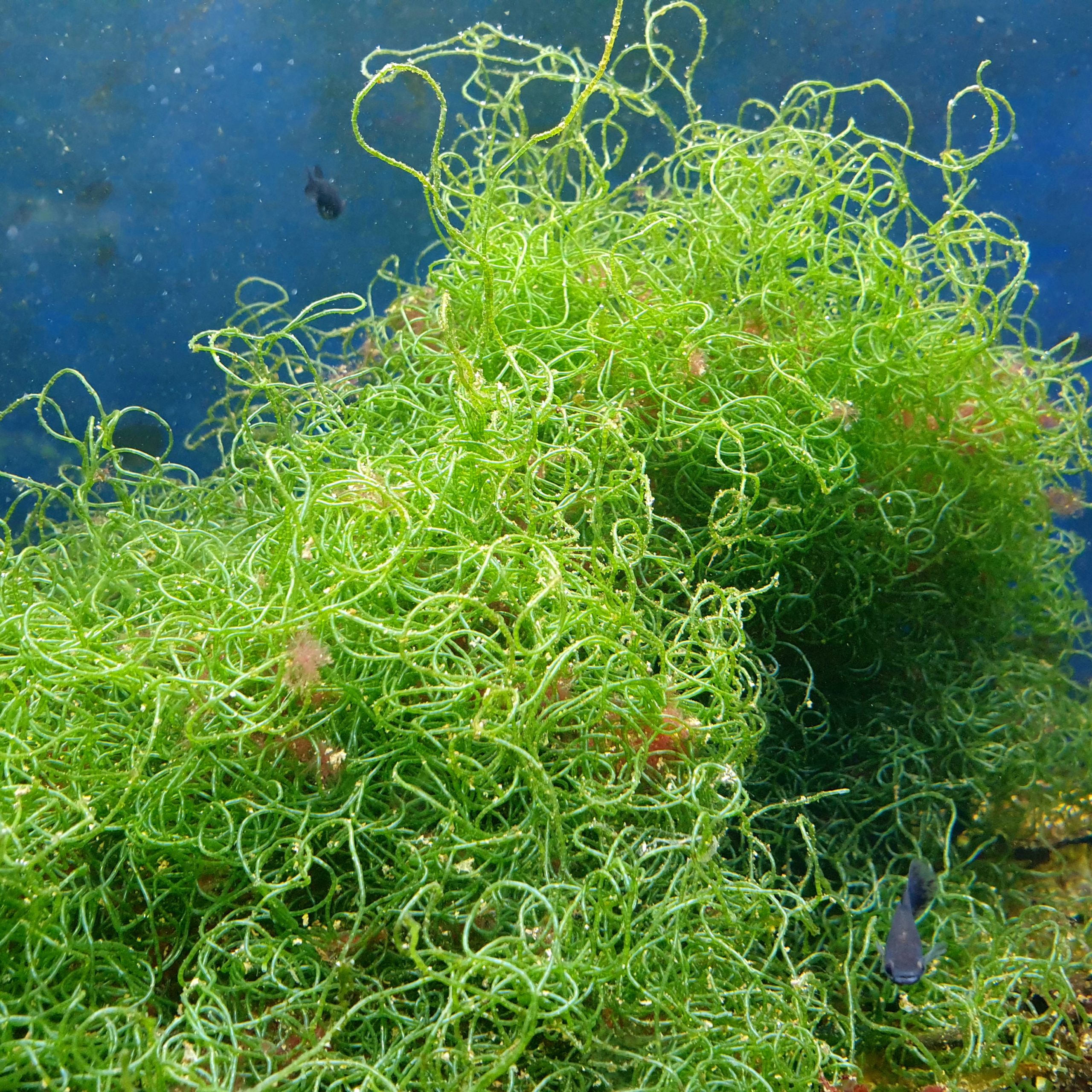 Spaghetti Algae