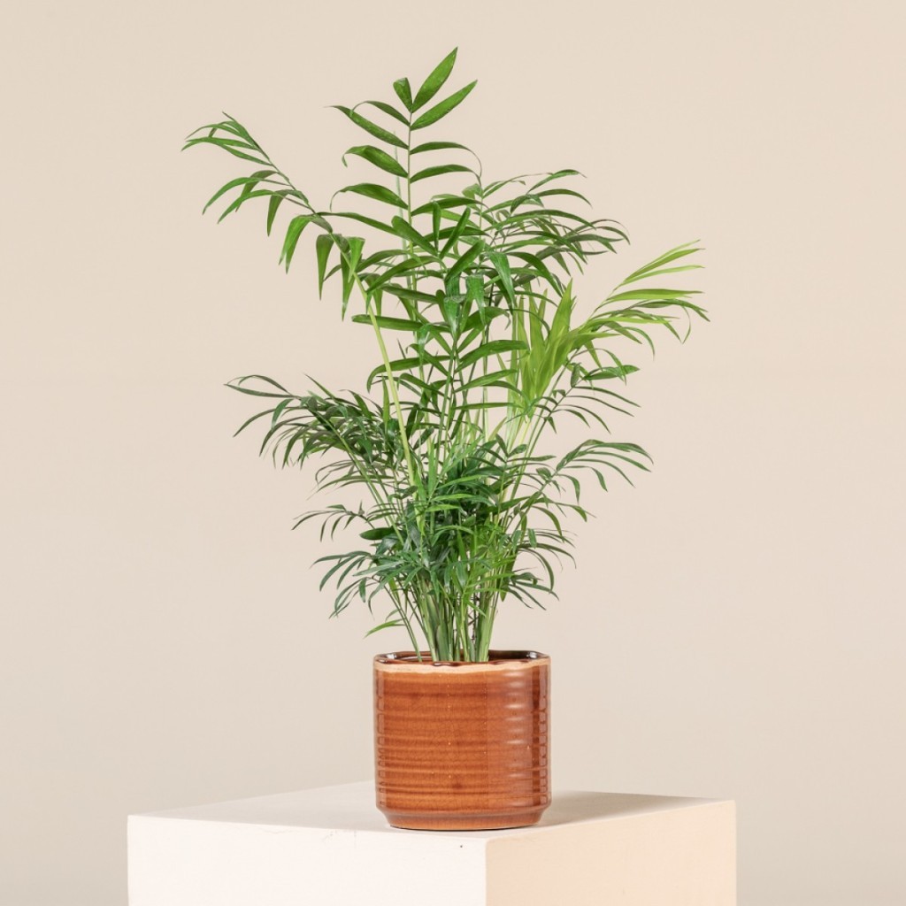 Parlor Palm