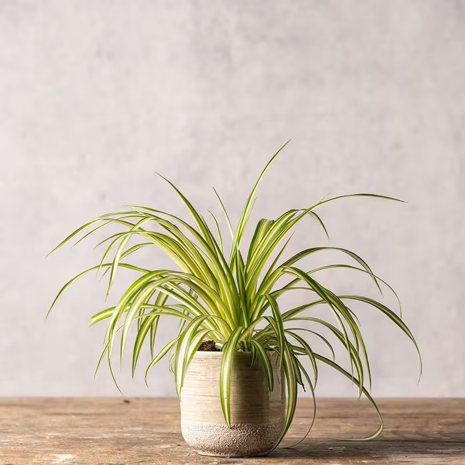 Spider Plant