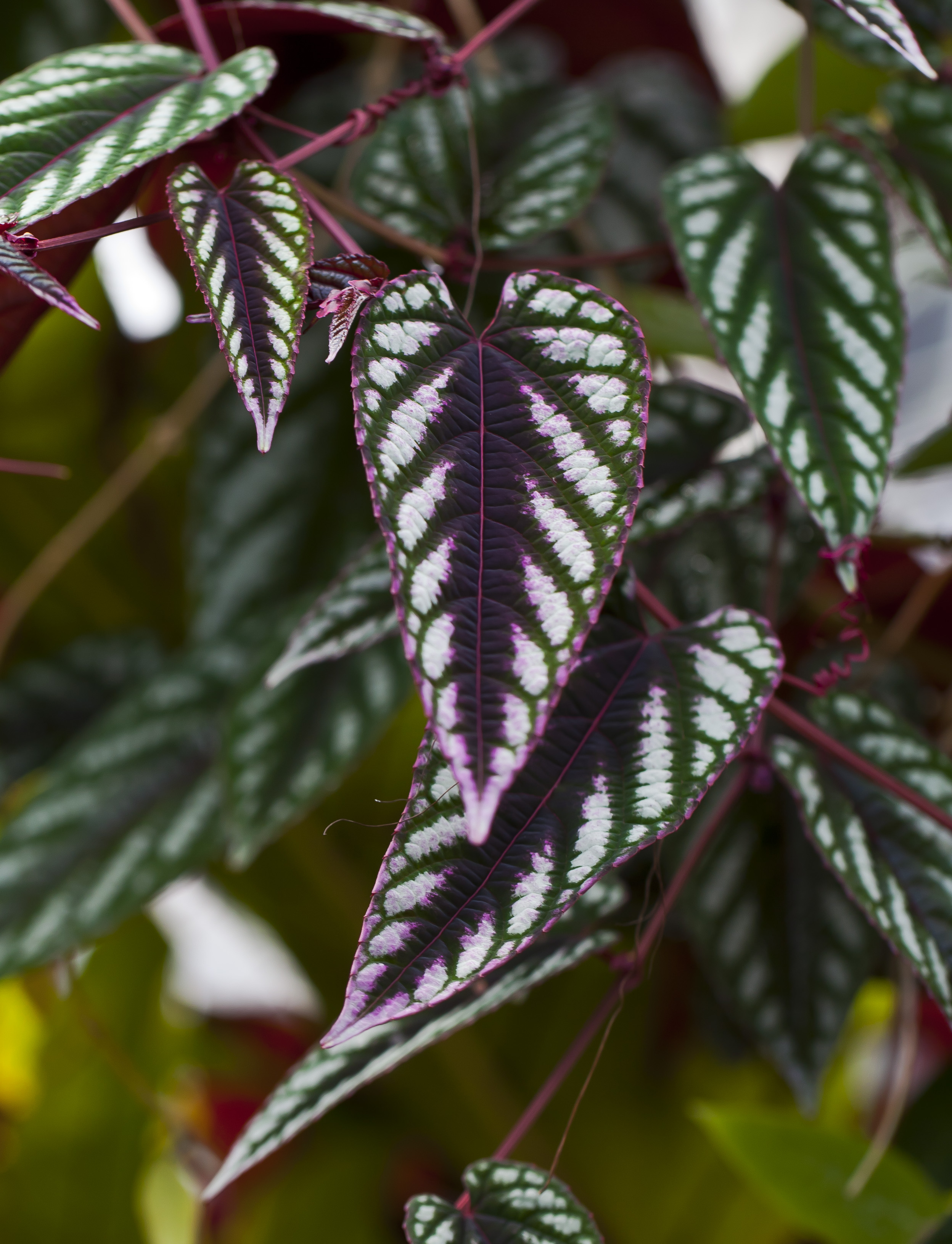 Rex Begonia Vine
