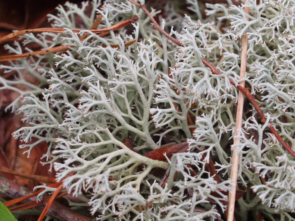 Lichens (Various)