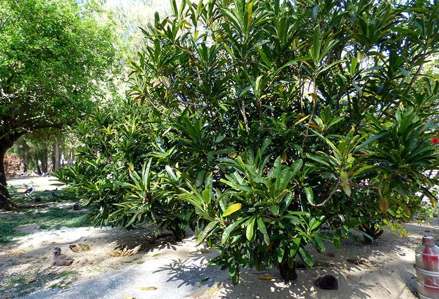 Garden Croton