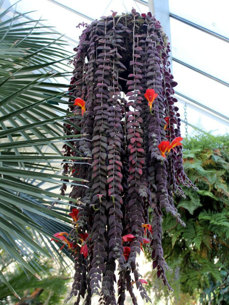 Goldfish Plant