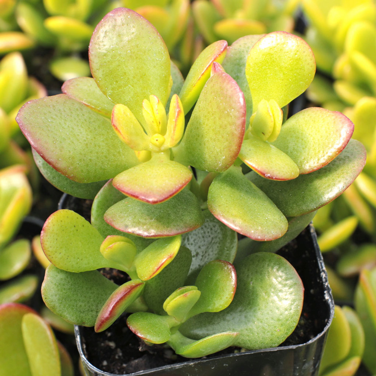 Jade Plant