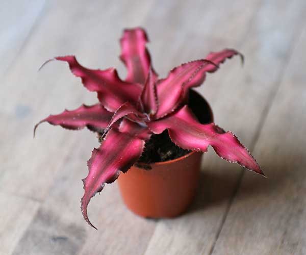 Earth Star
