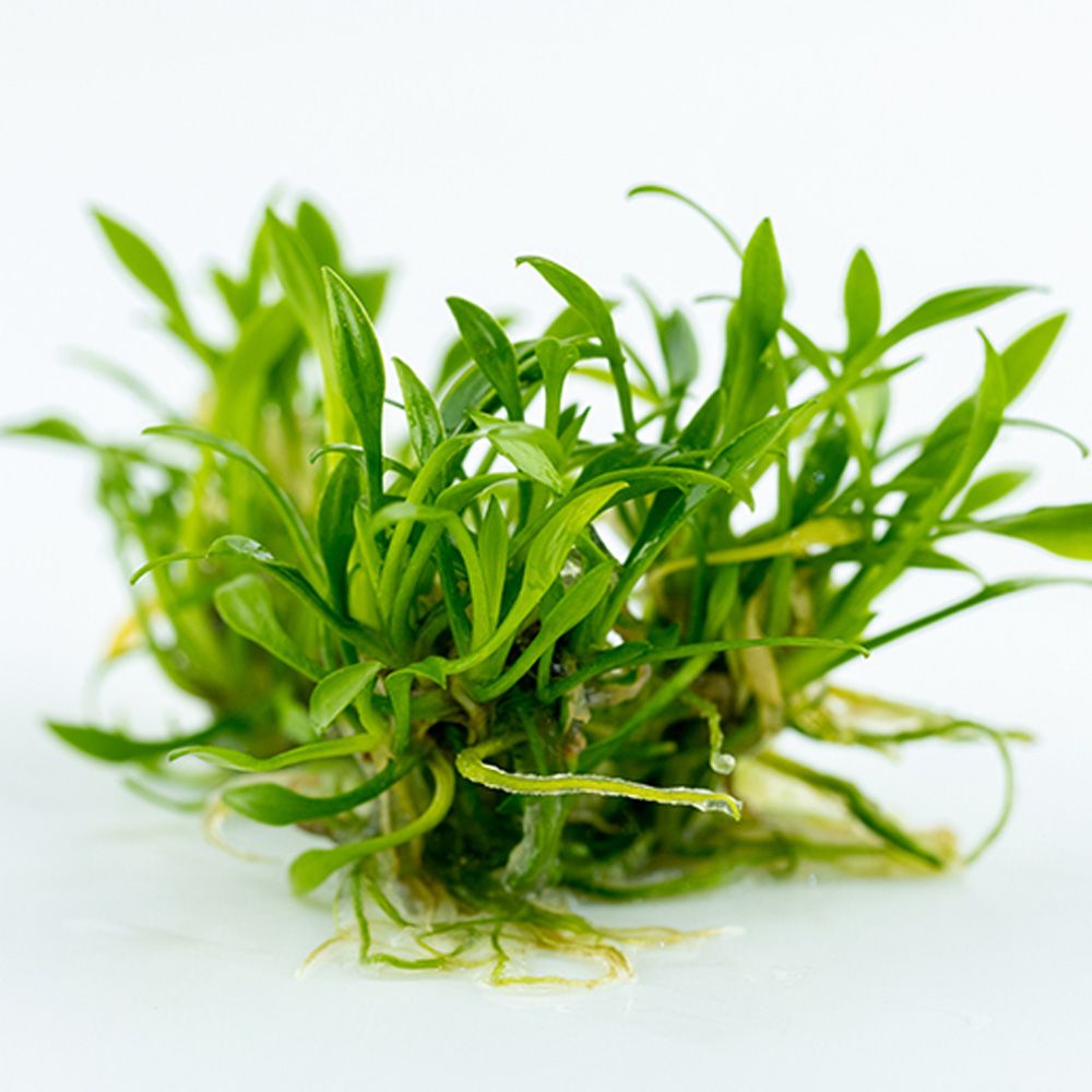 Dwarf Cryptocoryne