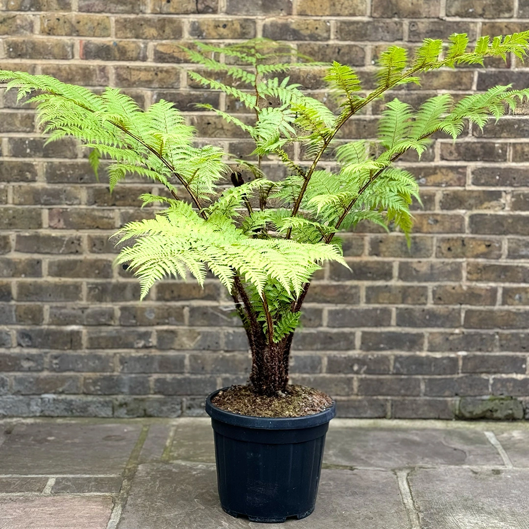 Australian Tree Fern