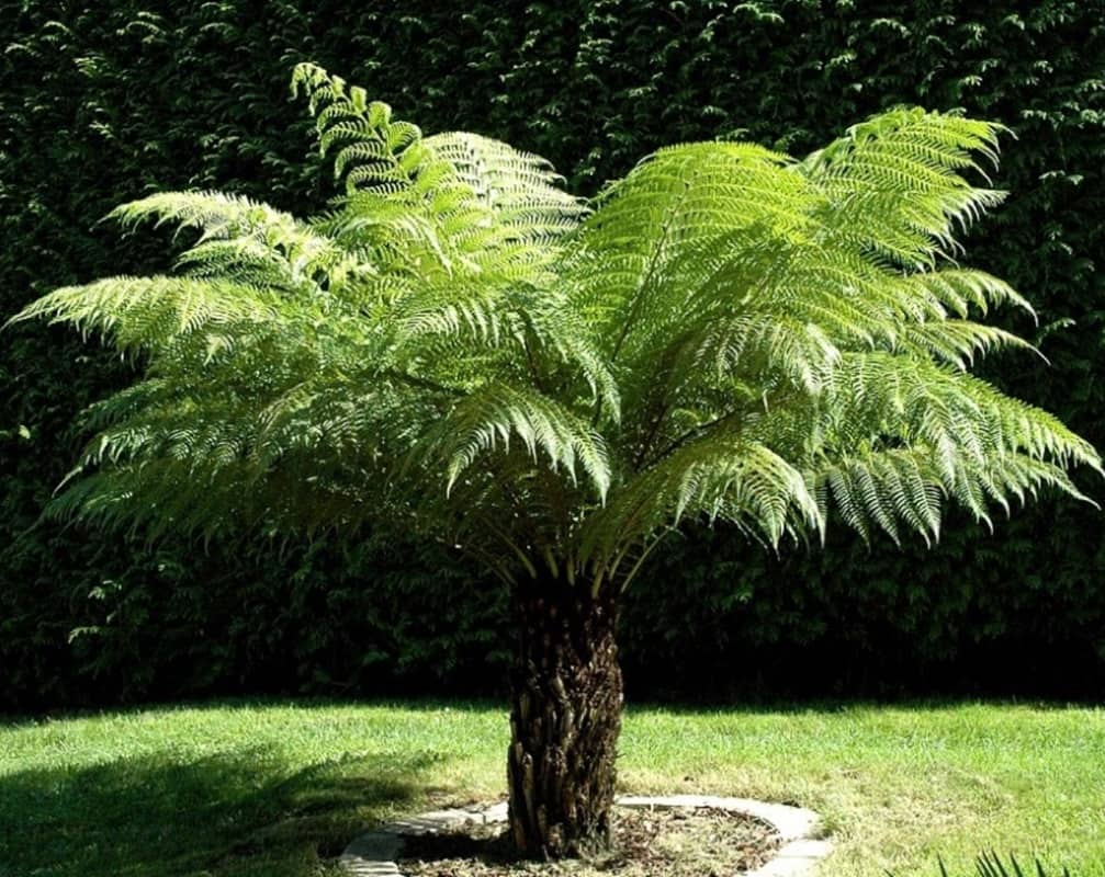 Tree Fern