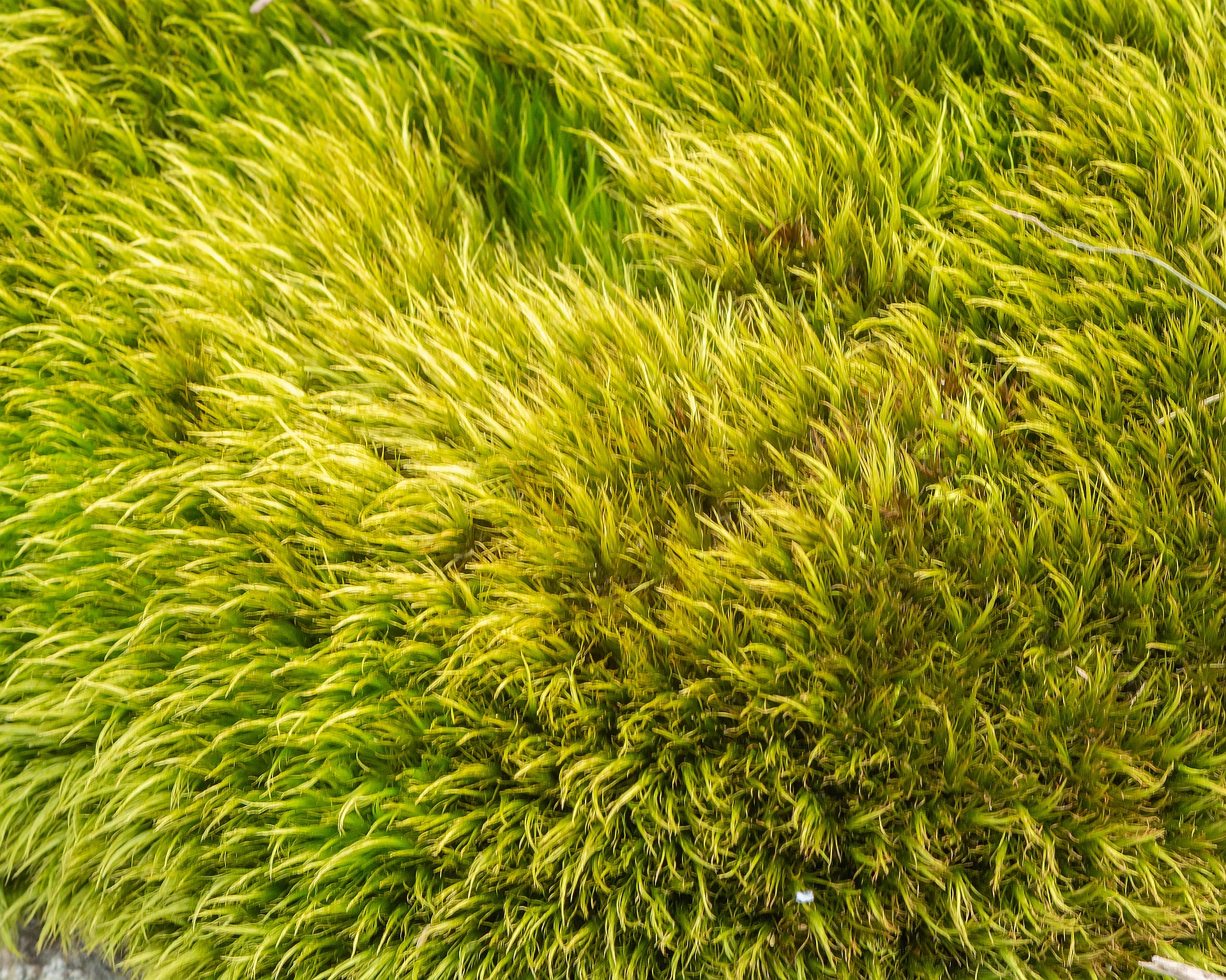 Mood Moss