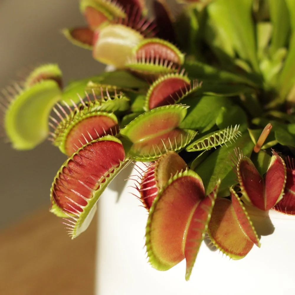 Venus Flytrap