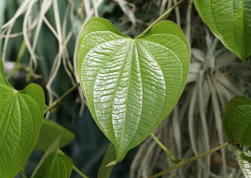 Mexican Yam