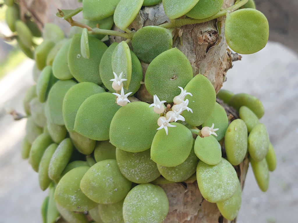 String of Nickels