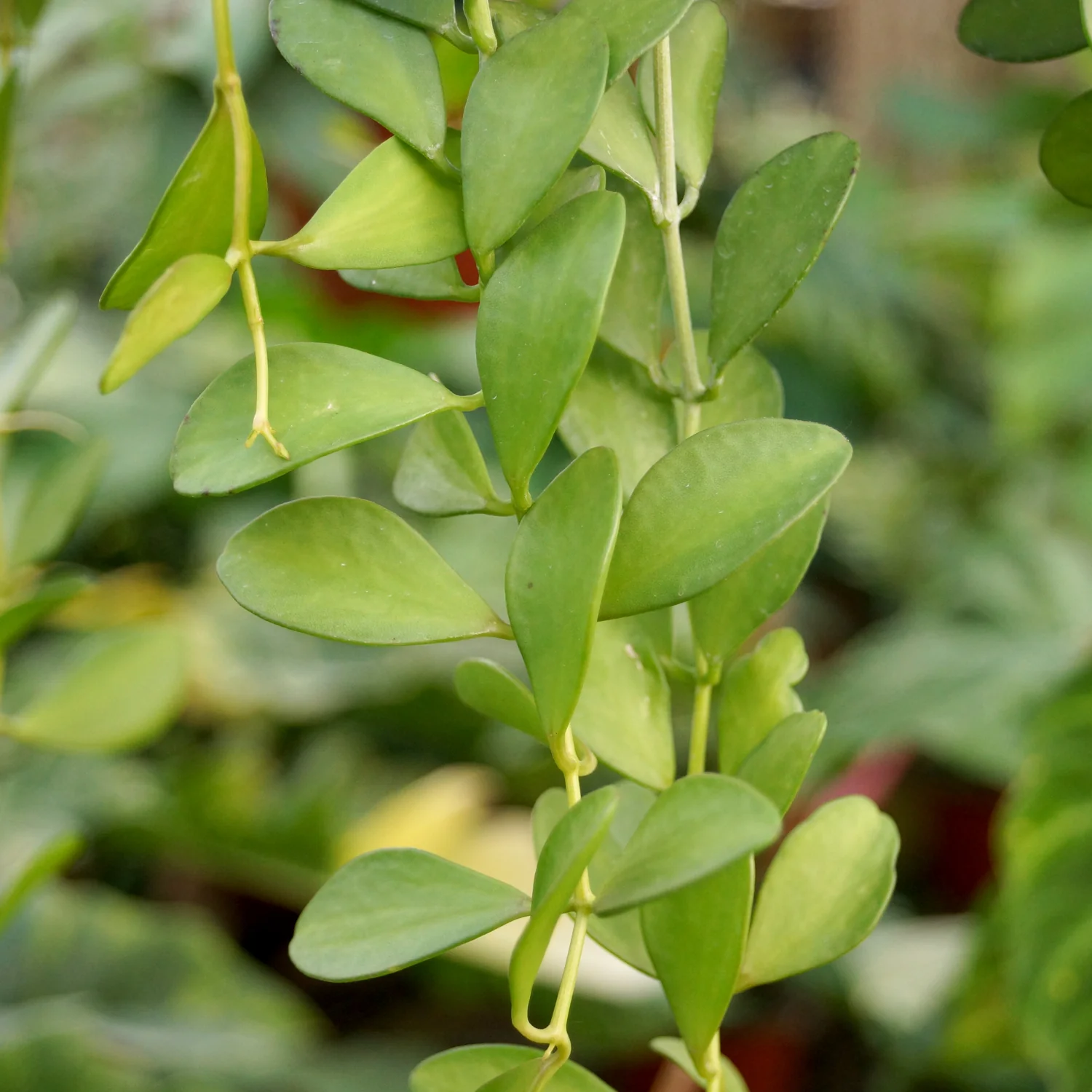 Antplant